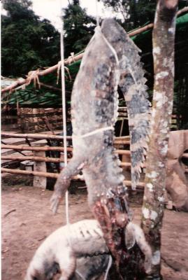 LA DESPENSA EN LA SELVA